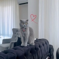 Scottish Fold, Kedi  Mırmırsu fotoğrafı