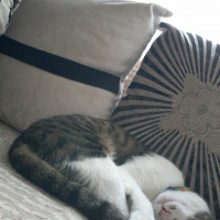 Tekir Kedi, Kedi  Fıstık fotoğrafı