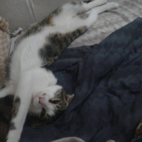 Tekir Kedi, Kedi  Fıstık fotoğrafı
