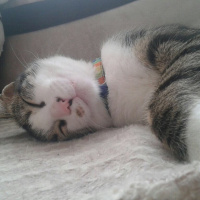 Tekir Kedi, Kedi  Fıstık fotoğrafı