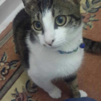 Tekir Kedi, Kedi  Fıstık fotoğrafı