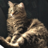Tekir Kedi, Kedi  Tosunpaşa fotoğrafı