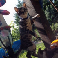 Tekir Kedi, Kedi  PRENSES SOFİA fotoğrafı
