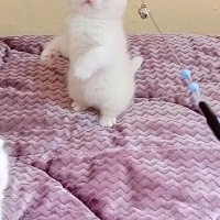 Scottish Fold, Kedi  Pamuk fotoğrafı