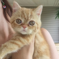 Exotic Shorthair, Kedi  Asta fotoğrafı