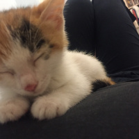 Tekir Kedi, Kedi  LollyCookie fotoğrafı
