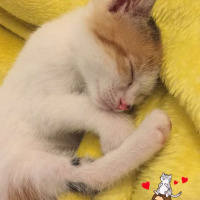 Tekir Kedi, Kedi  LollyCookie fotoğrafı