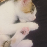 Tekir Kedi, Kedi  LollyCookie fotoğrafı