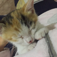 Tekir Kedi, Kedi  LollyCookie fotoğrafı