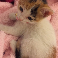 Tekir Kedi, Kedi  LollyCookie fotoğrafı