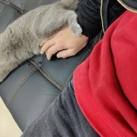 British Shorthair, Kedi  Luna fotoğrafı