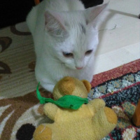Van Kedisi, Kedi  Arya  fotoğrafı