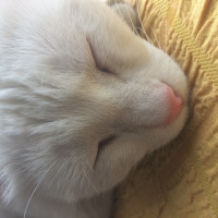Van Kedisi, Kedi  Arya  fotoğrafı