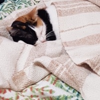 Tekir Kedi, Kedi  Benekli Ponçik fotoğrafı