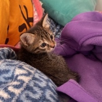 Tekir Kedi, Kedi  Düdük Şükrü fotoğrafı