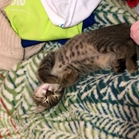 Tekir Kedi, Kedi  Düdük Şükrü fotoğrafı