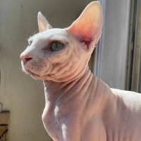 Sphynx, Kedi  jack fotoğrafı