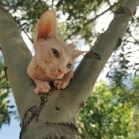 Sphynx, Kedi  jack fotoğrafı