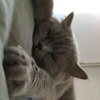 British Shorthair, Kedi  Pablo fotoğrafı