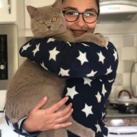 British Shorthair, Kedi  Mia fotoğrafı