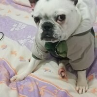 Fransız Bulldog, Köpek  Lina fotoğrafı