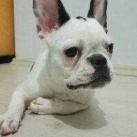 Fransız Bulldog, Köpek  Lina fotoğrafı