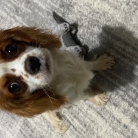 King Charles Spaniel, Köpek  Ceku fotoğrafı