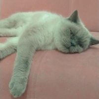 British Shorthair, Kedi  Luna fotoğrafı