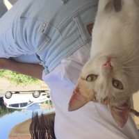 Tekir Kedi, Kedi  Daisy fotoğrafı