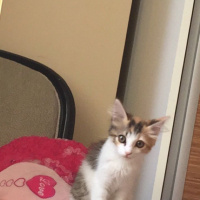 Tekir Kedi, Kedi  Çilek  fotoğrafı