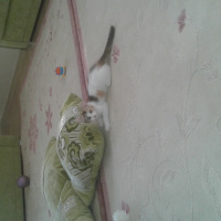 Tekir Kedi, Kedi  Çilek  fotoğrafı