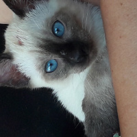 Siyam Kedisi, Kedi  Duman fotoğrafı