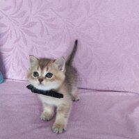 British Shorthair, Kedi  Karamel fotoğrafı