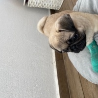 Pug, Köpek  Luna fotoğrafı