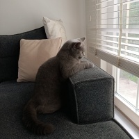 British Shorthair, Kedi  mia fotoğrafı