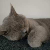 British Shorthair, Kedi  mia fotoğrafı