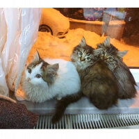 Norwegian Forest, Kedi  SÜTLAÇ fotoğrafı