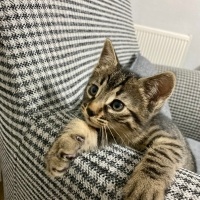 Tekir Kedi, Kedi  Tekir kız fotoğrafı