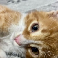 Sarman, Kedi  Bal fotoğrafı