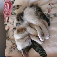 Tekir Kedi, Kedi  Tontiş fotoğrafı