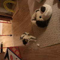 Tekir Kedi, Kedi  Tontiş fotoğrafı