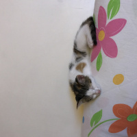 Tekir Kedi, Kedi  Tontiş fotoğrafı