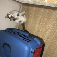 Tekir Kedi, Kedi  Tontiş fotoğrafı