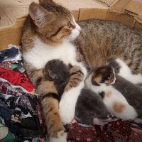 Tekir Kedi, Kedi  Tontiş fotoğrafı