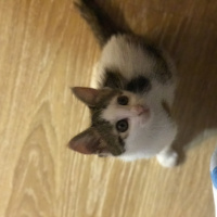 Tekir Kedi, Kedi  Tontiş fotoğrafı