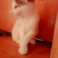 Tekir Kedi, Kedi  Tontiş fotoğrafı