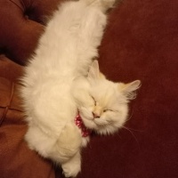 Chinchilla, Kedi  bihter fotoğrafı
