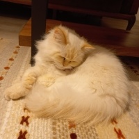 Chinchilla, Kedi  bihter fotoğrafı