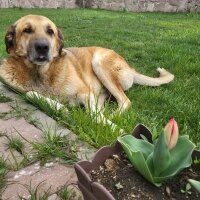 Sokö (Sokak Köpeği), Köpek  Dew and Doge fotoğrafı