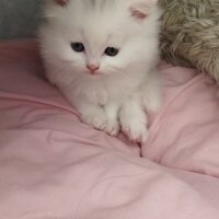 British Longhair, Kedi  Miyu fotoğrafı